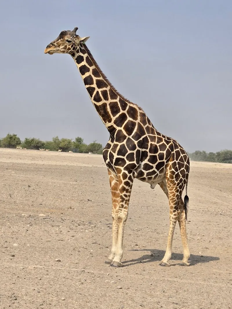 Arabian Wildlife Park zoo in Al Manara, Abu Dhabi